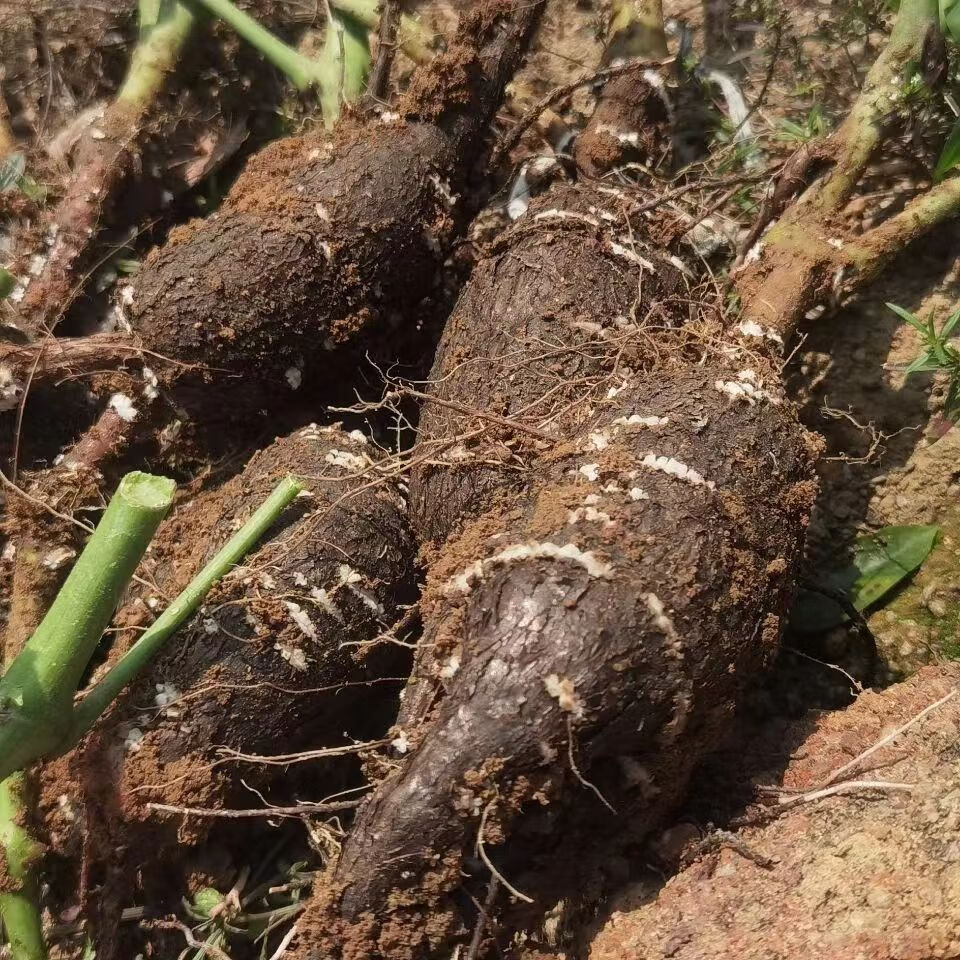 紫茉莉根钻入地老鼠新鲜野生胭脂花头种广东煲汤250克京東i自營 250克
