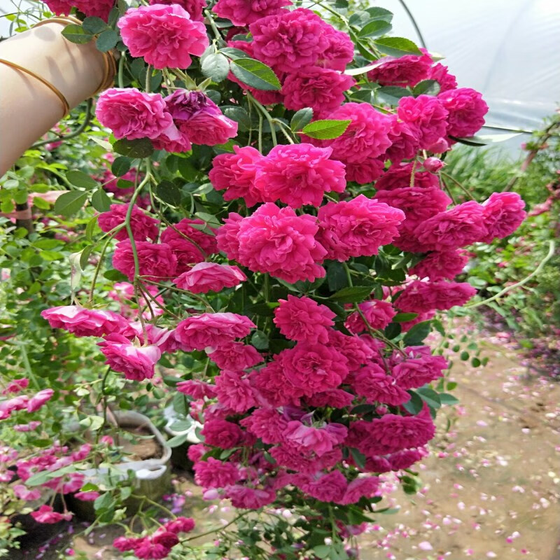 月季蔷薇花苗梅郎珍珠攀援藤本大型爬藤植物玫红色多花重瓣无刺 超大