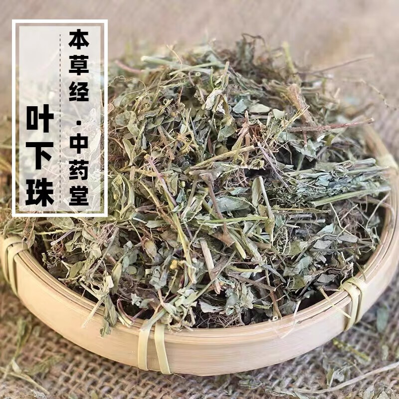 中药材野生叶下珠500g精选农家无硫高原新鲜珍珠草干货中草药 叶下珠