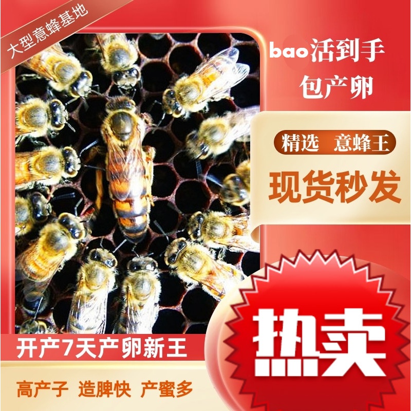 欧缔兰意蜂王意蜂蜂王开产王产卵王生产王王种王蜜王蜜浆王产子王 蜜