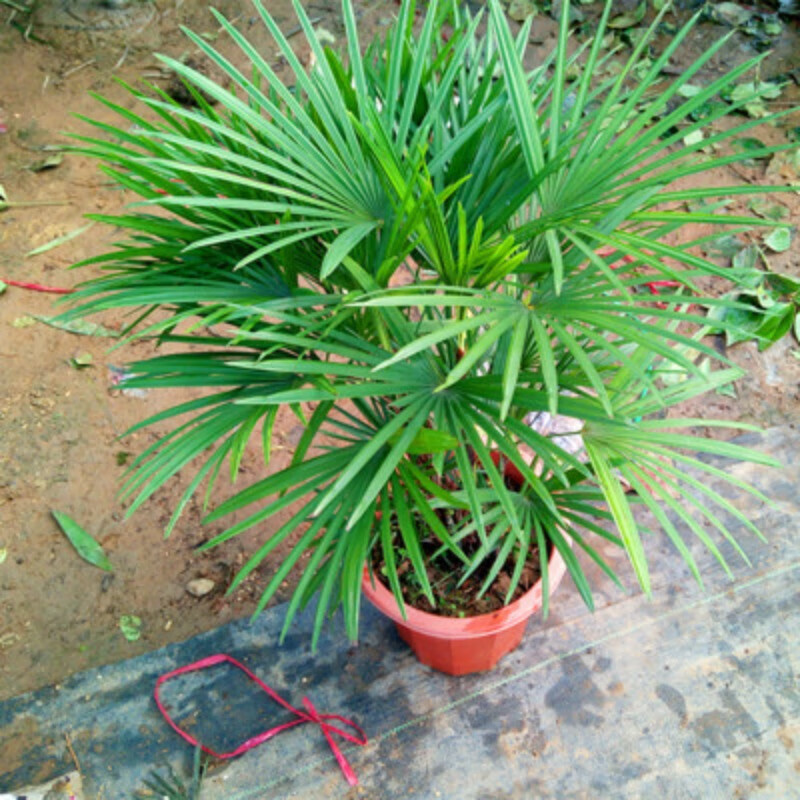 唐花芬阁金山棕棕竹盆栽耐寒开业植物室内外四季常青吸甲醛进化空气