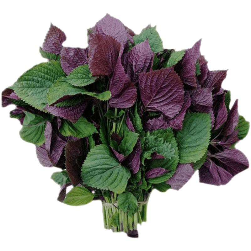 采鲜惠 新鲜紫苏叶 食用紫苏香料去腥食材 韩国烤肉鲜紫苏子叶 紫苏叶