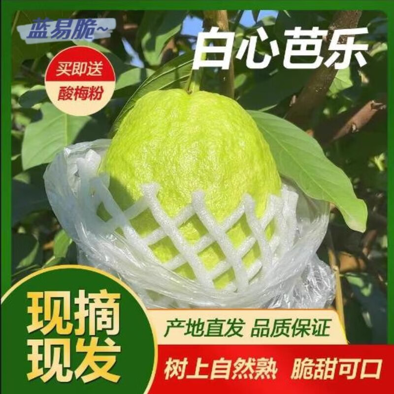 蓝易脆广西白心芭乐果园现摘现发珍珠白心番石榴新鲜芭乐果 广西白心珍珠芭乐 5斤中果店长推荐