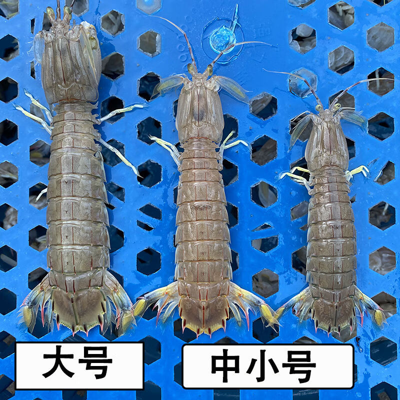 展志曼智皮皮虾鲜活熟冻虾爬子虾姑虾婆懒尿虾富贵虾特大海虾海鲜水产