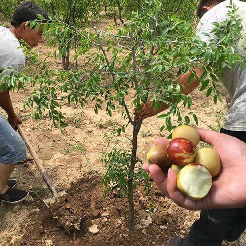 特大果枣树苗 枣苗沾化冬枣子树苗当年结果 庭院阳台盆栽地栽嫁接果树苗南方北方种植枣树 7年苗【结果很多】拍下留言品种 75cm-150高度左右