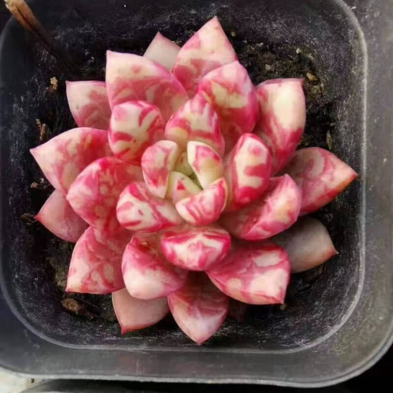 梓乐果多肉植物血滴子雪燕血燕带血斑多肉迷你肉肉稀有贵货阳台组合