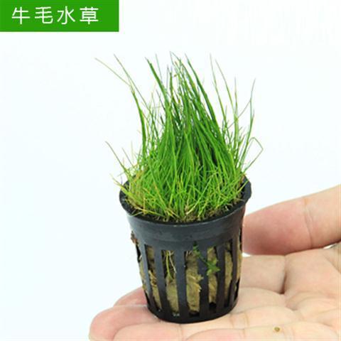 水草造景鱼缸水草牛毛毡水草新手入门水草前景水草造景活体真 牛毛草