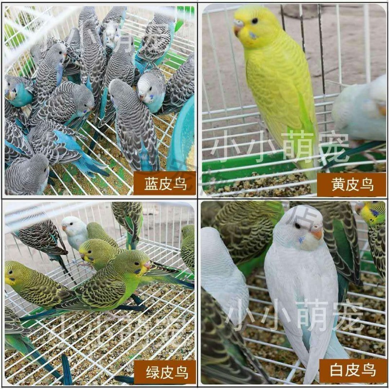 鹦鹉宠物活物大型小鸟活宠物玄凤幼鸟家养鸟宠物鸟 虎皮一对颜色随机