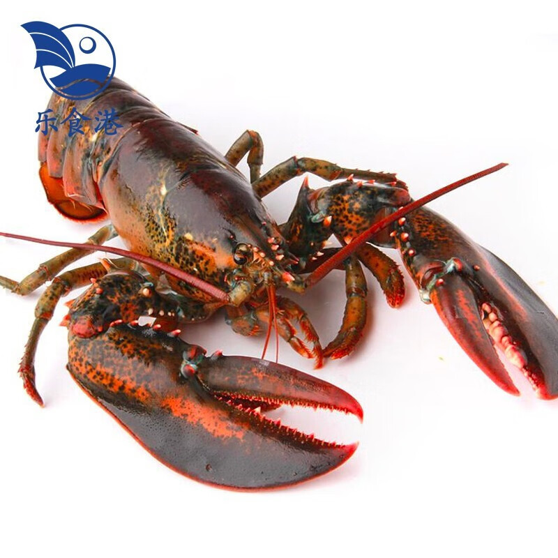 【活鲜】乐食港 鲜活波士顿龙虾（450g-550g 2只装） 大龙虾 海鲜水产波龙加拿大进口