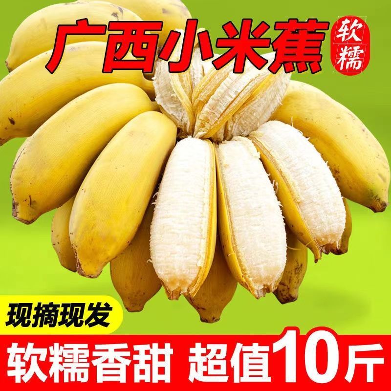 京营小米蕉批发整箱正宗广西皇帝蕉粉蕉小香蕉薄皮芭蕉苹果蕉新鲜水果 10斤带箱超值小米蕉