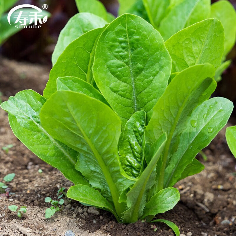 寿禾孔雀菜种子青菜生菜蔬菜种籽 老品种孔雀菜种子5g