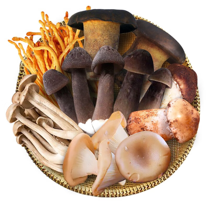 高原云品云南新鲜菌菇组合 【火锅菜】 多种食用菌新鲜搭配 营养美味 6种鲜菌菇组合共1000克