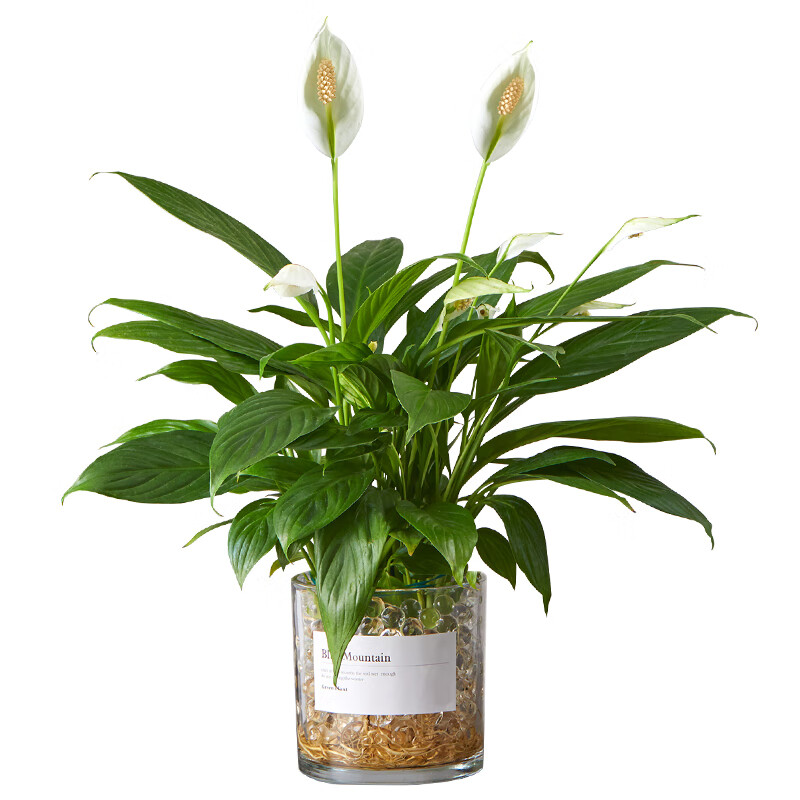 白掌盆栽一帆风顺植物办公室内桌面大盆花卉客厅好养绿植四季开花