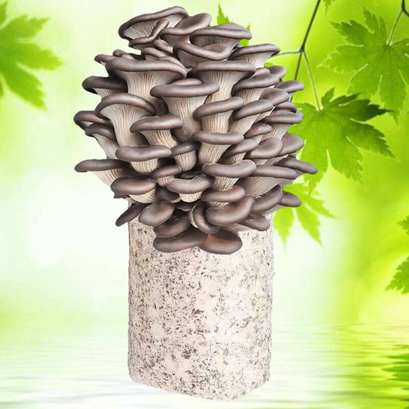 袋装*1【秀珍菇】送喷瓶