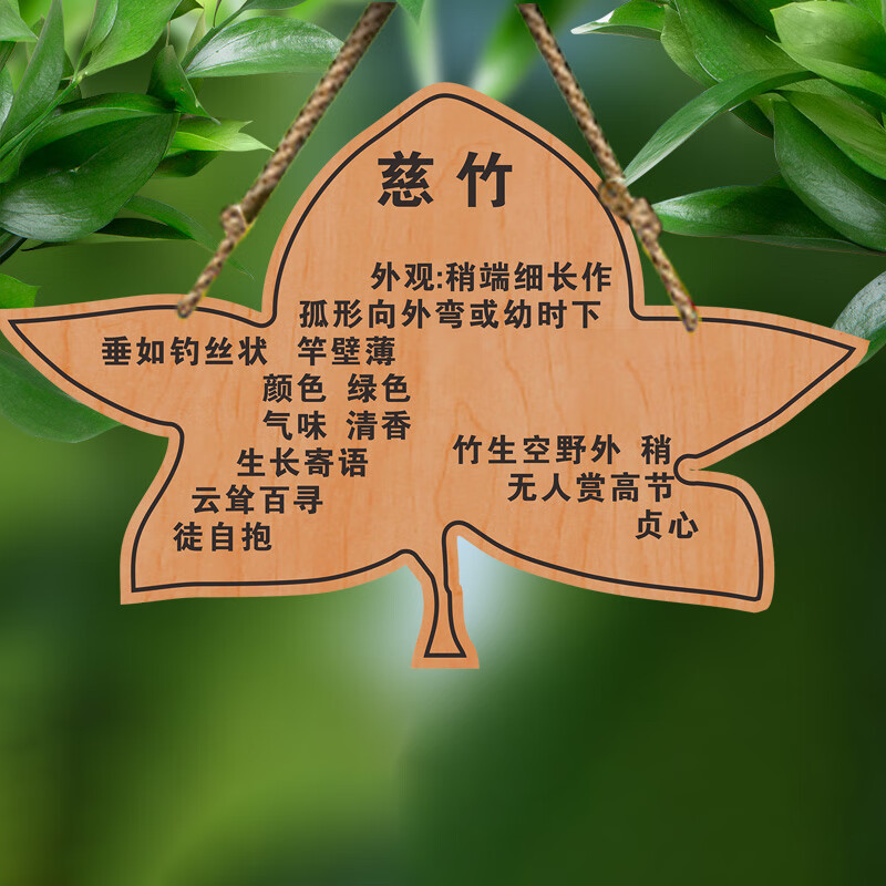 山顶松 花草标识牌 亚克力树牌挂牌 定制树名信息 名称介绍铭牌 景区