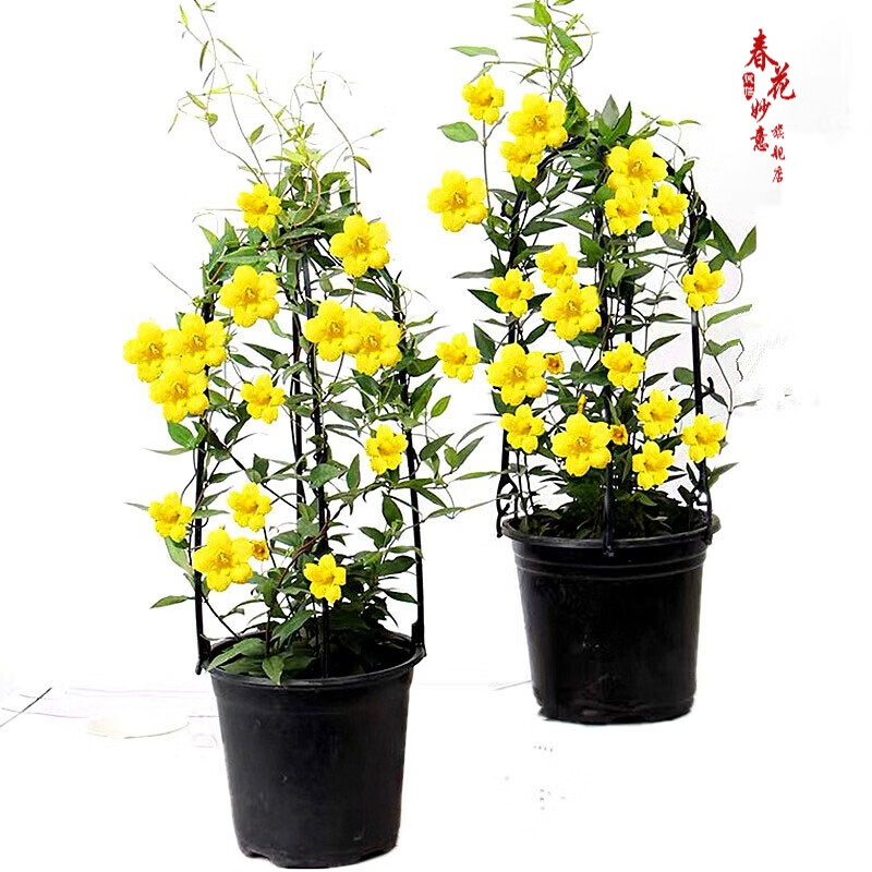 法国香水茉莉花苗冬季带花苞长青绿植花卉盆栽 黄茉莉爬藤植物耐寒花卉 法国香水小苗原土发货 含盆