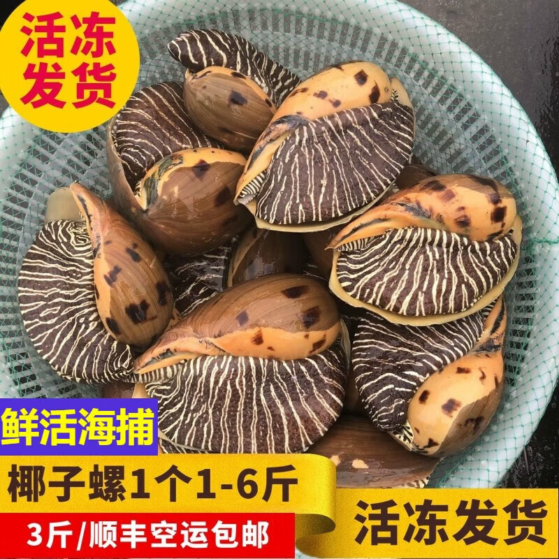 流连湾鲜活黄螺椰子螺特大海捕新鲜响螺海螺大油螺木瓜螺活冻椰子螺 2