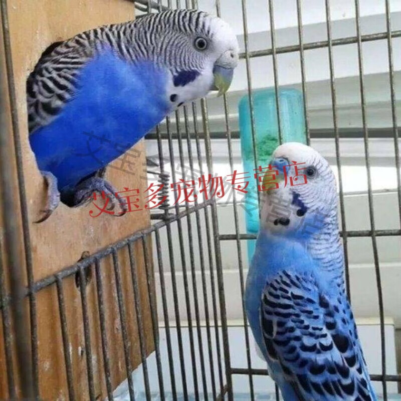 鸟虎皮鹦鹉玄凤鸟活物手养鸟会说话鸟观赏鸟 【包教说话】宝石蓝云斑