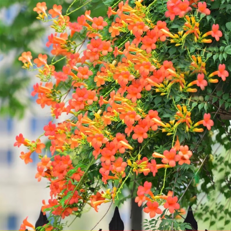 花友耐寒凌霄花苗爬藤植物四季开花卉大苗绿植盆栽庭院阳台炮仗花紫藤