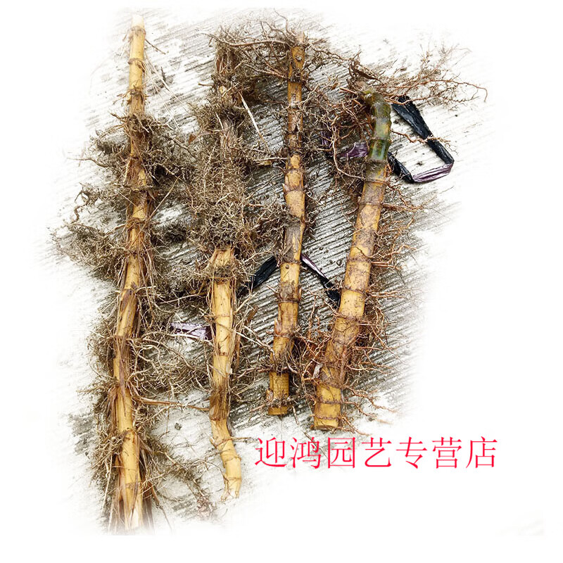 伊速达大型楠竹苗耐寒植物北方庭院食用竹笋毛竹苗竹鞭楠竹根红叶石楠