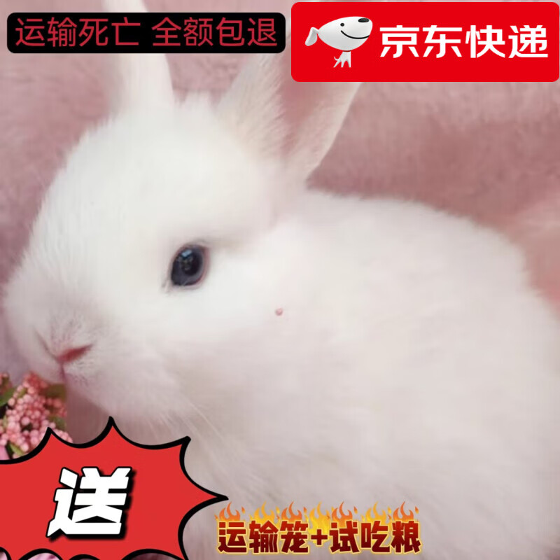 兔子活体宠物兔活体新西兰肉兔公主兔小白荷兰侏儒活物兔子宠物 小白公主兔1只