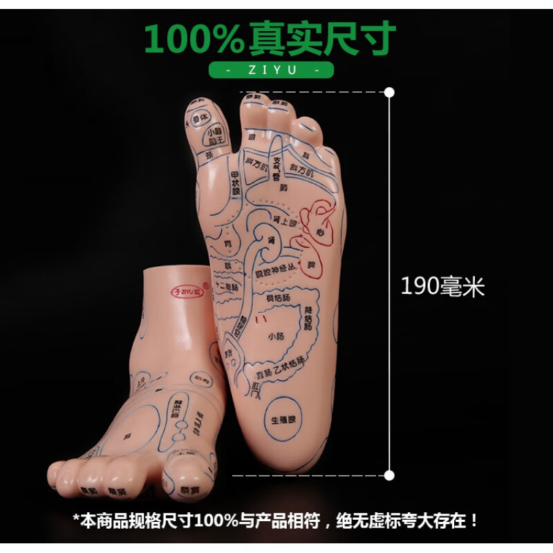 子彧经络足底精准脚部模型反射区穴位脚部图脚丫立体经络足疗按摩 19