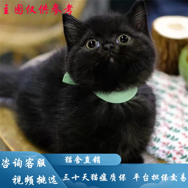 桓瑞宠物纯种宠物猫咪活体孟买猫幼猫幼崽黑猫 宠物级a款 公
