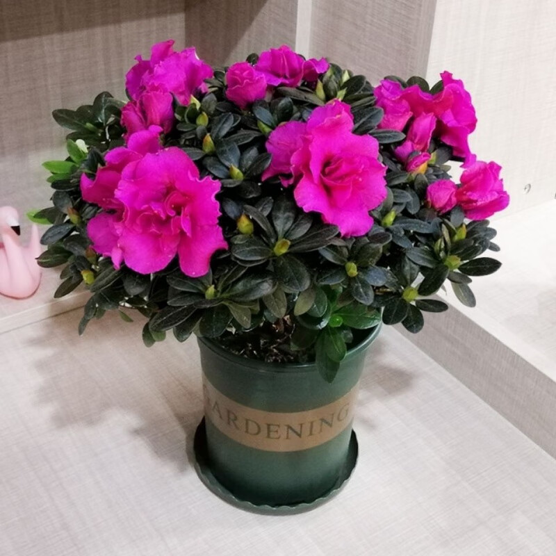 季花卉植物办公桌阳台庭院客厅室内宠 【紫色西德杜鹃】冠幅20-25公分