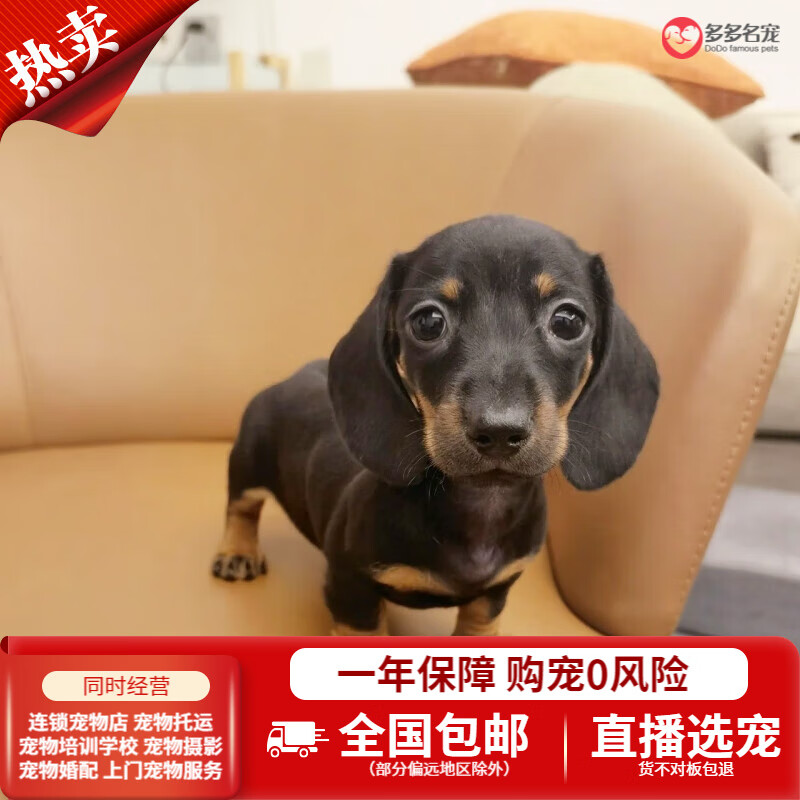 多多名宠腊肠犬幼犬幼崽纯种犬小短腿 红色 母
