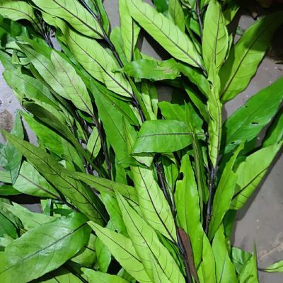 北京同仁堂原材料新鲜现摘小驳骨 接骨草 尖尾凤 500克内廷上用 500g