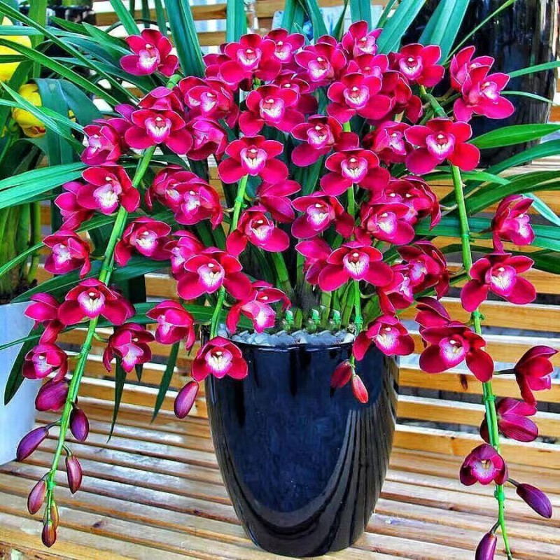 花卉室内盆栽植物好养绿植花草 新品种:好运连连【数量有限售完下架】