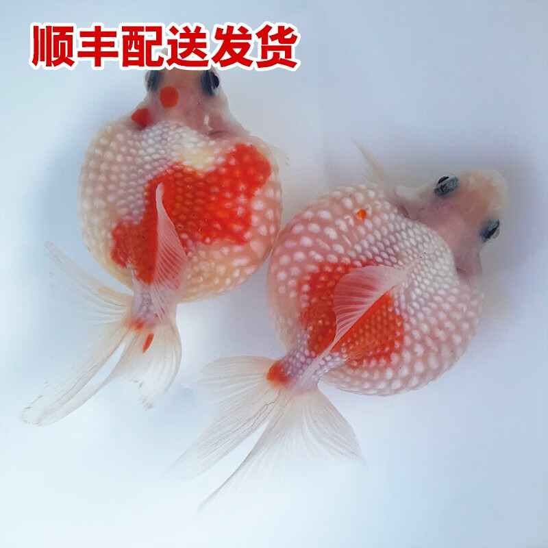 查询水族活体价格最低|水族活体价格历史