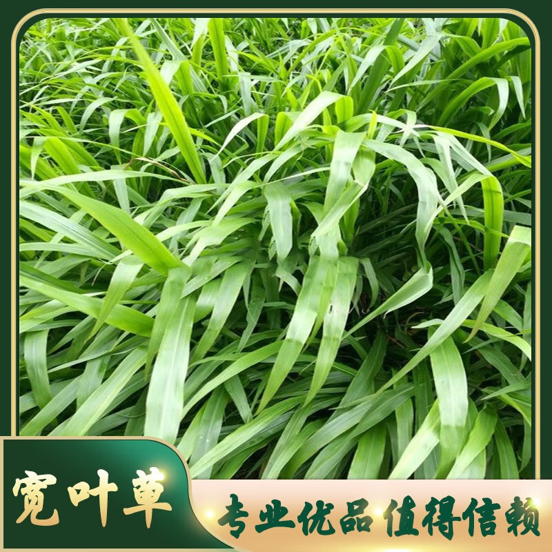 独步寻花宽叶雀稗草坪草种草籽绿化护坡固土耐旱速生复绿宽叶草草子