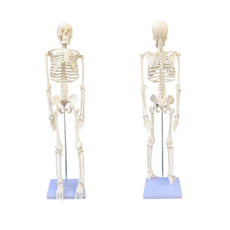 人体骨骼模型医用人体骷髅骨架可拆卸医学迷你小型全身骨骼带肌肉解剖