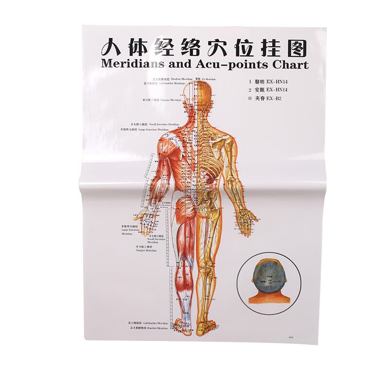 人体经络穴位挂图后背