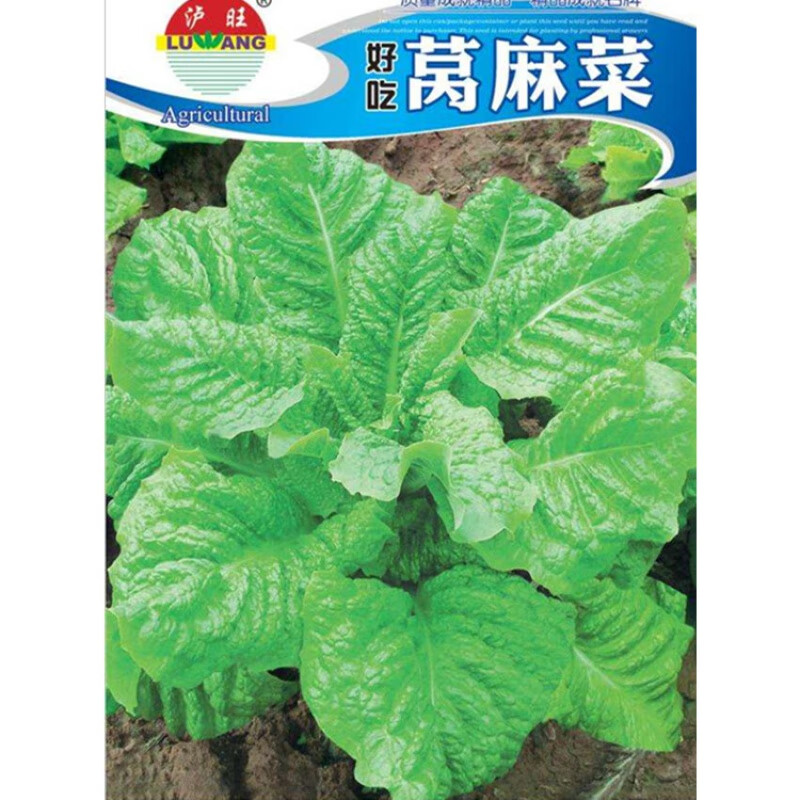 莴麻菜种子叶用莴苣笋籽窝麻莴鸡菜超油麦生菜四川秋季田园蔬菜孑