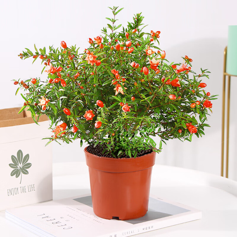 禾之润盆栽老桩带花室内花卉植物四季开花耐旱好养易活绿植 大苗石榴