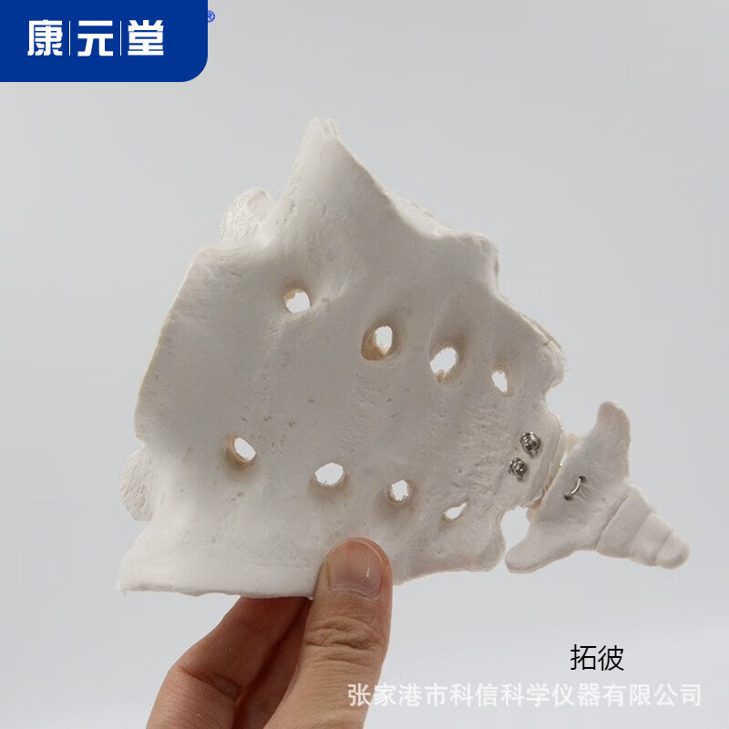 骶骨尾骨模型1比1人体骨骼教学演示教具 解剖模型教学仪器骨架 学仪器