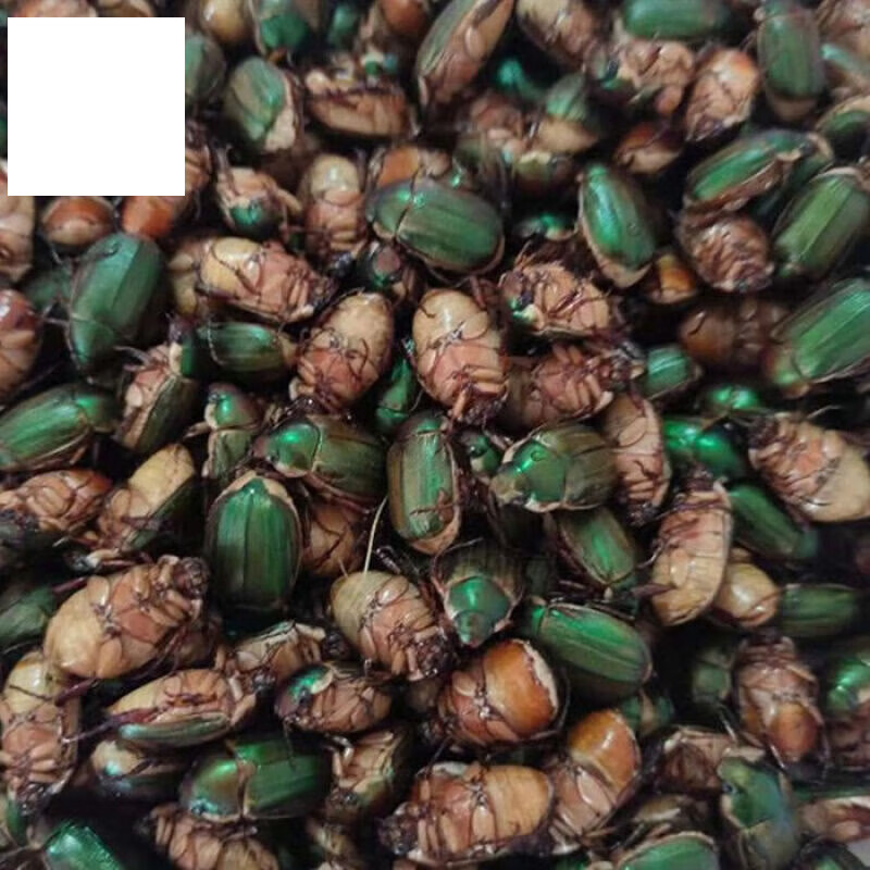 虎钢馋绿色金龟子鲁追胖孩昆虫美食下酒菜新鲜冷冻 一斤