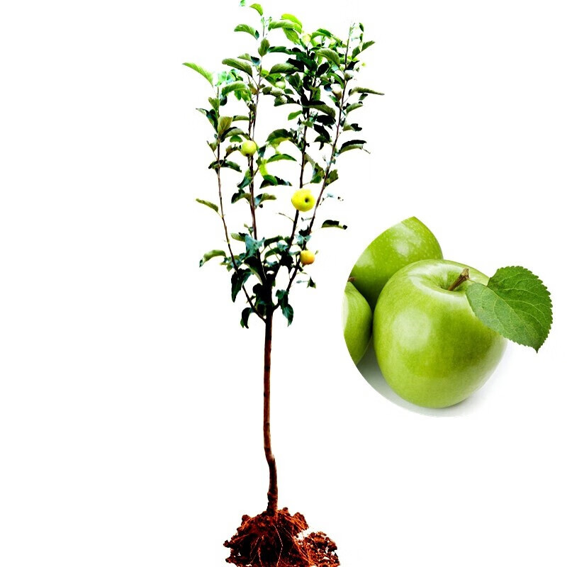 苹果树苗嫁接苹果苗盆栽矮化地栽特大南北方当年结果室外庭院花园木本