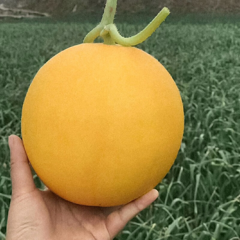 香瓜种子 甜瓜种子大全皮薄白黄皮沙瓤红肉 农之子黄金蜜2号甜瓜种子