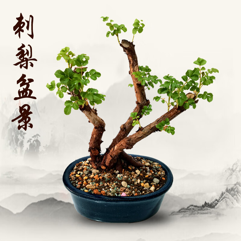 刺梨树根老桩盆景微型迷你掌上盆景刺梨苗室内盆栽绿植 直播看货专拍5