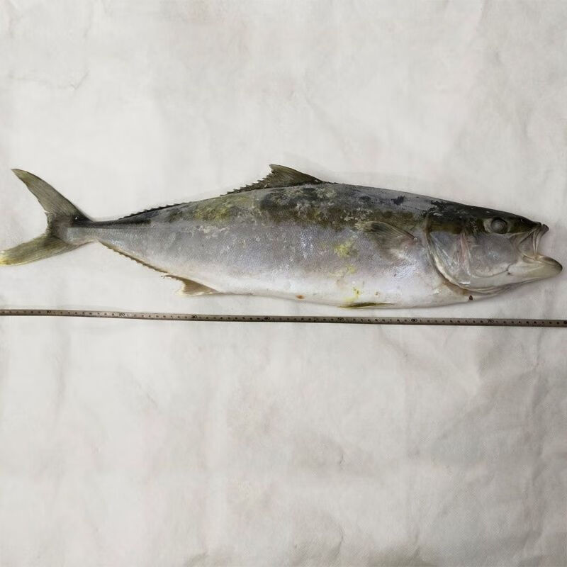 品京鲜马鲛鱼黄鰤鱼大鲅鱼黄金鲅鱼海鱼整鱼礼8-20斤海鱼特大鱼 黄金