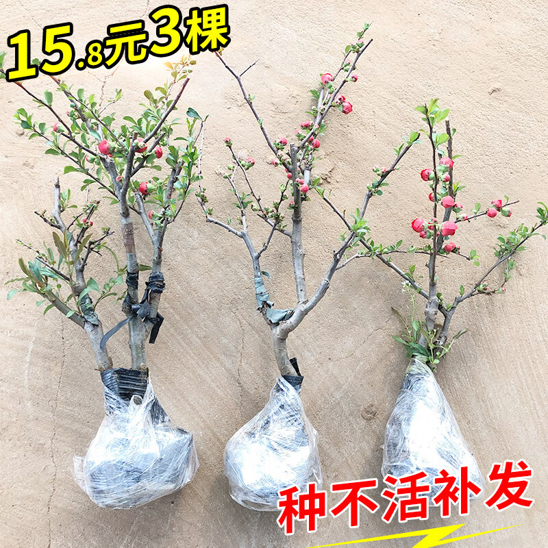 周大闯贴梗海棠花盆栽带花苞树苗老桩盆景庭院好养四季阳台花卉绿植 贴梗海棠 十二年苗