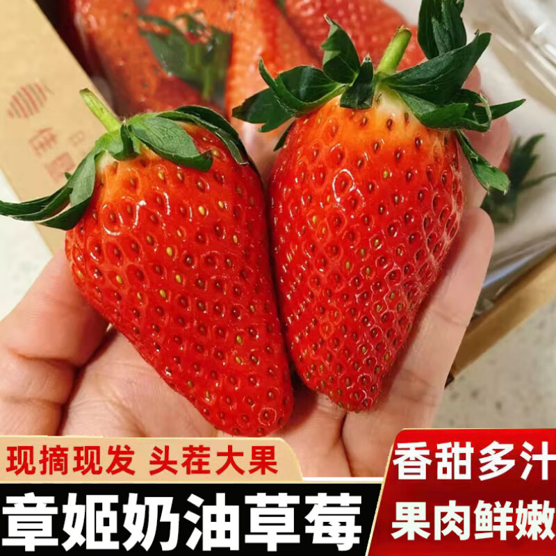 (京d速运)山东章姬甜宝大草莓 牛奶草莓 生鲜 奶油草莓 草莓新鲜水果