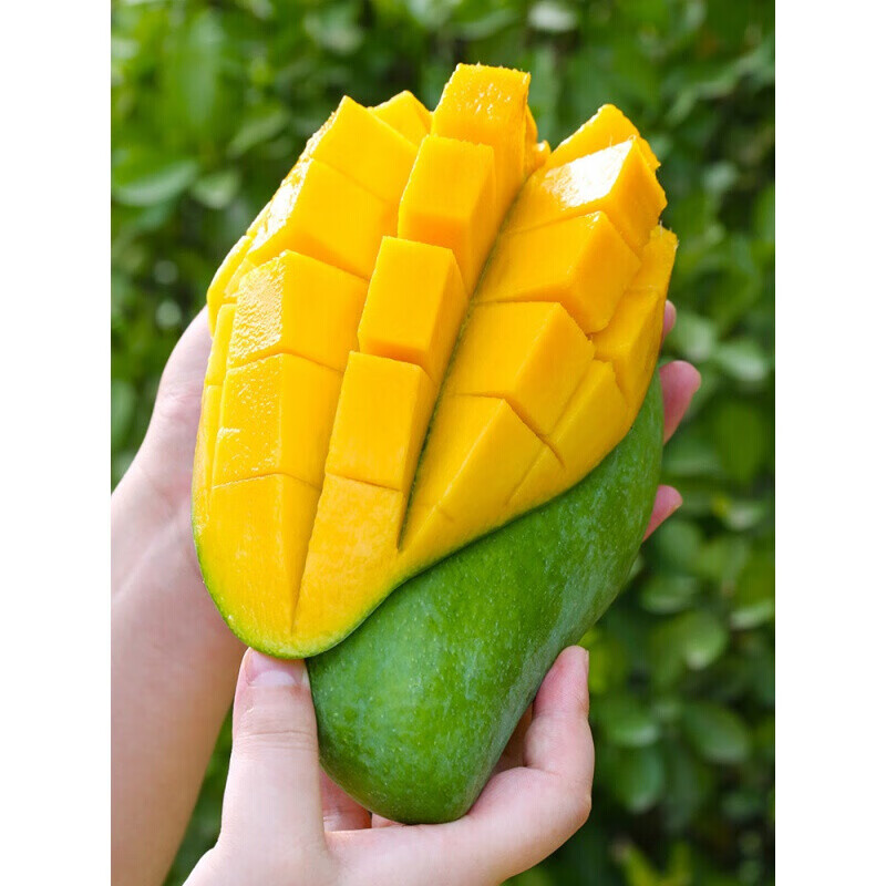 亲果力青芒 海南三亚大芒果特产   当季新鲜水果特大青皮芒果整箱 9斤