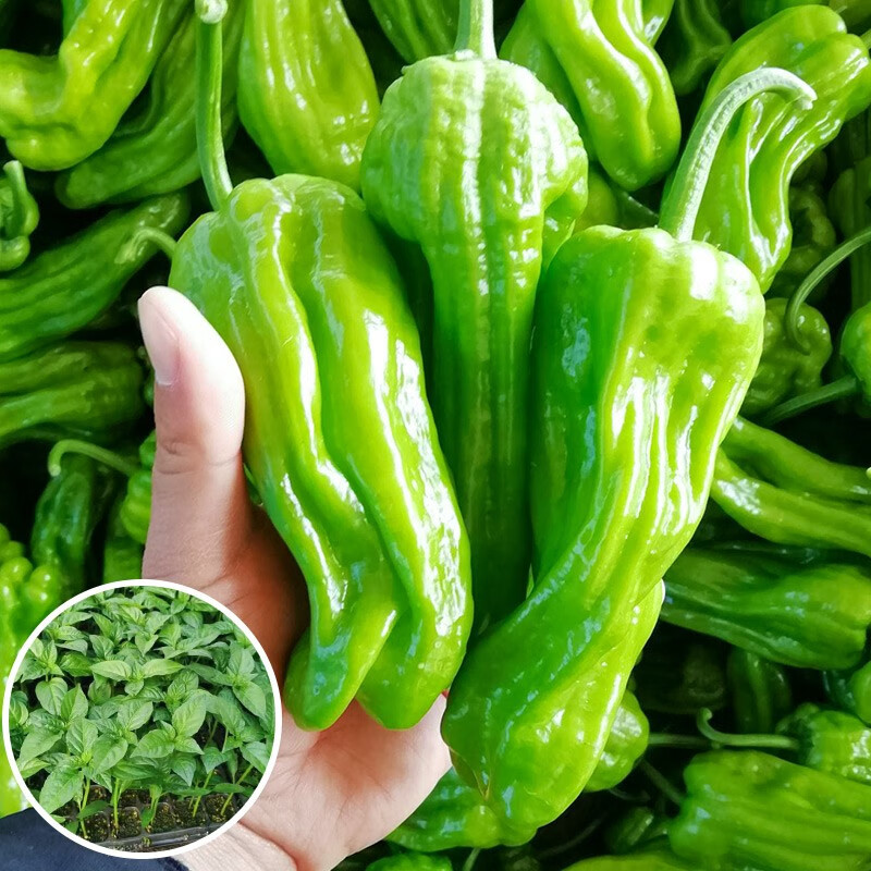 寿禾 薄皮椒苗子菜苗春冬季带土蔬菜秧苗 薄皮辣椒苗6棵