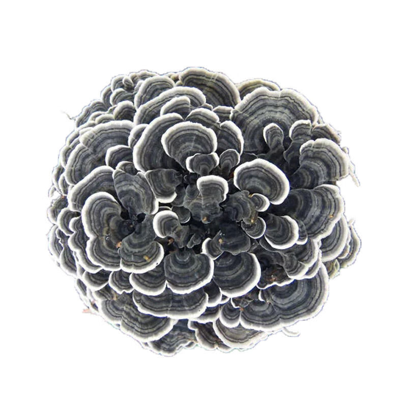 云灵芝 长白山云芝 黄云芝 云芝蘑 白底云芝清 青芝 灵芝 官方旗舰
