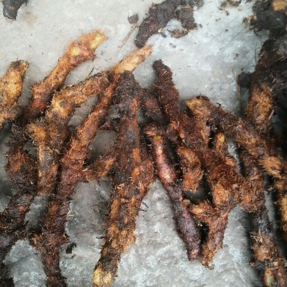 伟博正宗新鲜骨碎补现挖毛姜爬岩姜石岩姜猴姜毛申姜羌槲蕨中药材