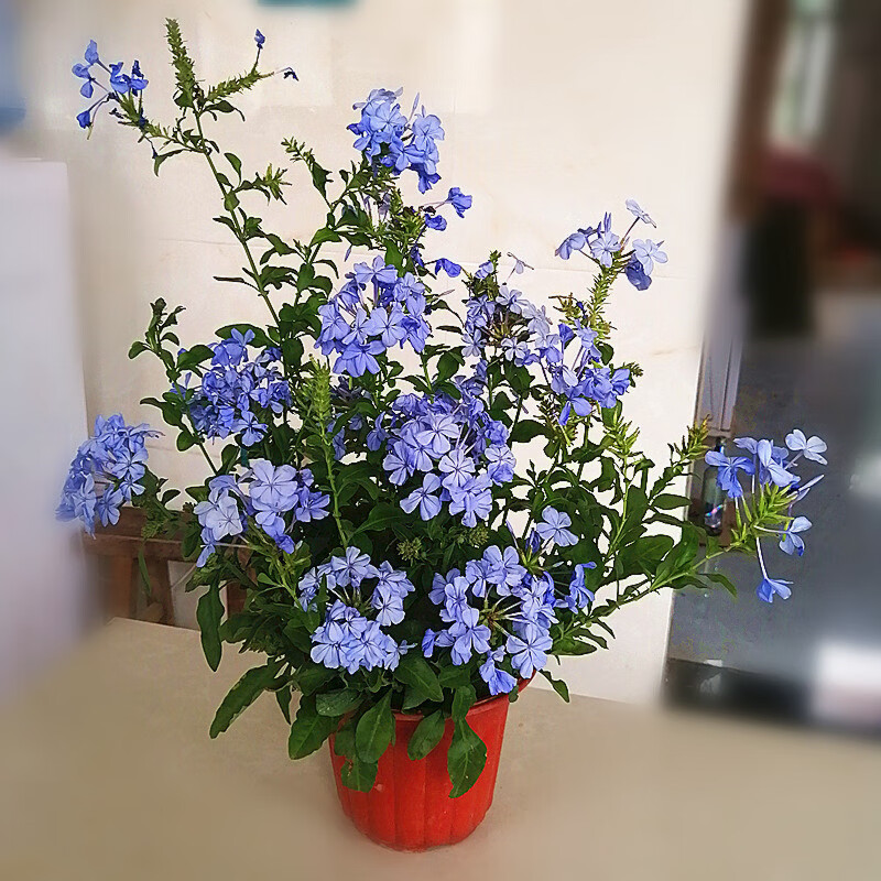 ��ѩ�����Դ��绨�ڳ��������ļ���̨����ֲ�ﱬ�������̨���� ��ѩ������3-4�� ������